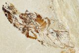 Four Cretaceous Fossil Shrimp (Carpopenaeus) - Hjoula, Lebanon - #201357-2